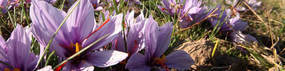 صادرات زعفران با بارکد چهار بعدی